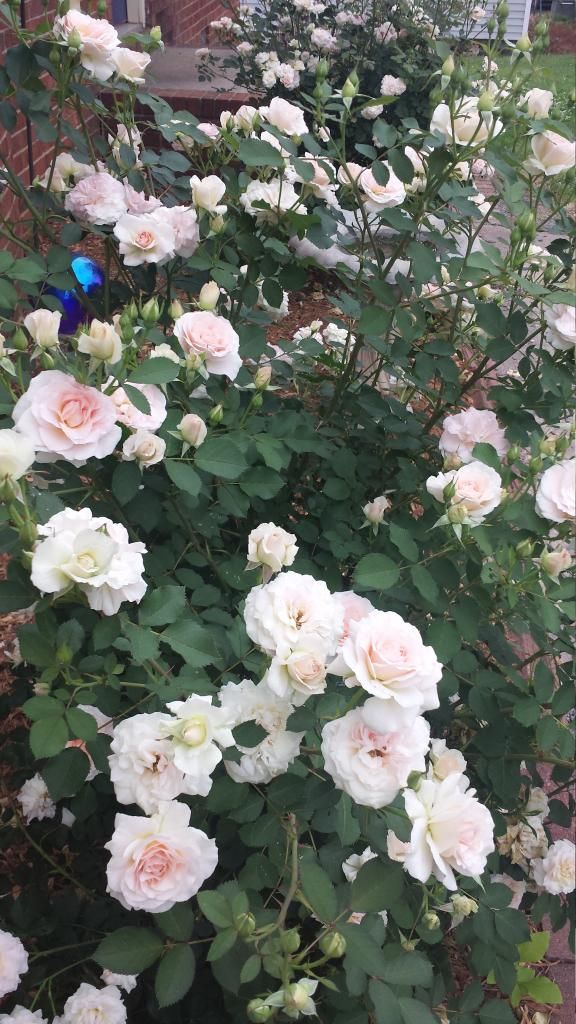  photo 20140515_083406_zpsn5c2gl4a.jpg